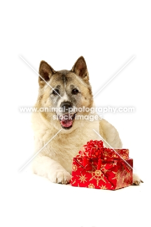 Large Akita dog laying with Christmas presents isolated on a white background