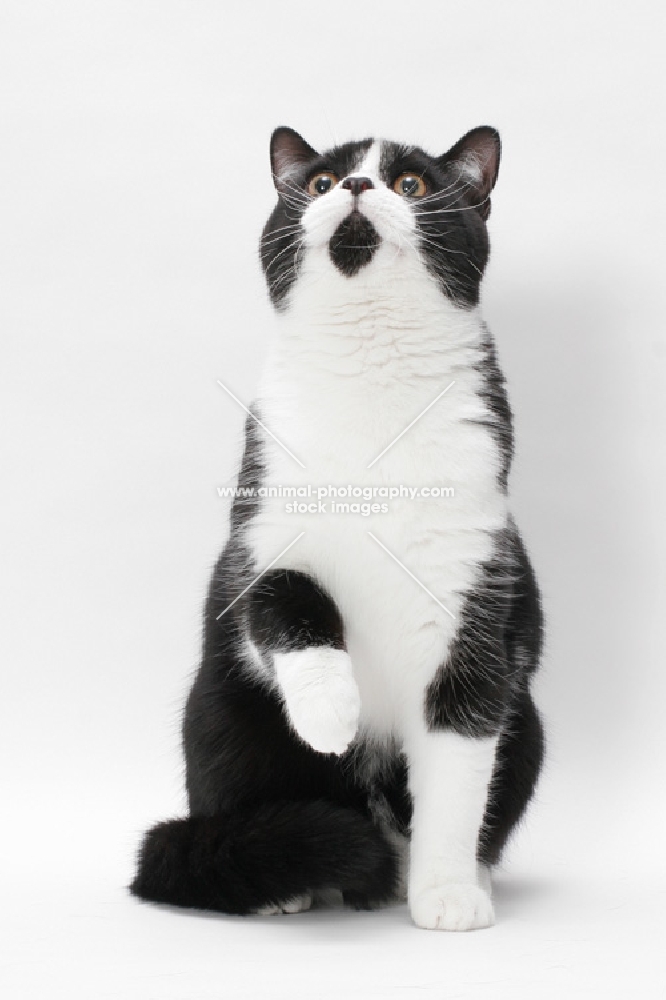 British Shorthair sitting down, looking up