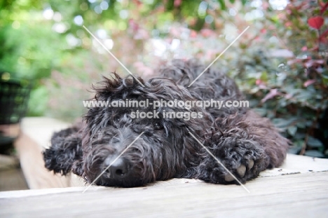 goldendoodle with head down on bench