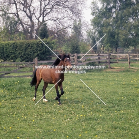 Moroun,  Caspian Pony stallion