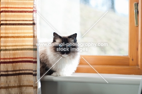 Ragdoll cat behind curtain, near window