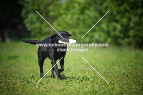 black Labrador retriever retrieving a frisbee