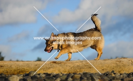 Swedish Vallhund walking on log