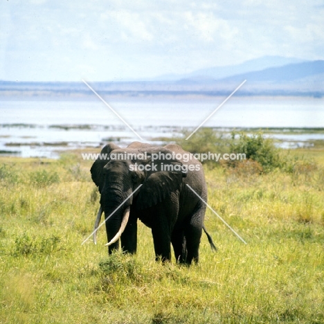 elephant standing near lake manyara