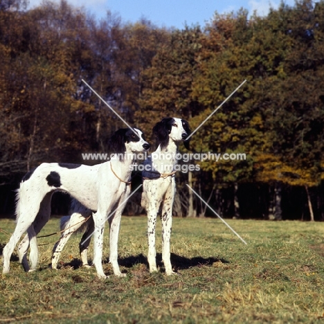 two black and white salukis