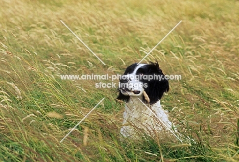 working type english springer in long grass