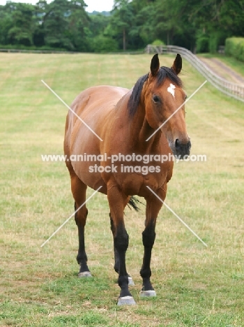 Thoroughbred with star marking