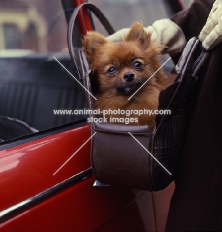 Pomeranian dog in handbag beside sports car