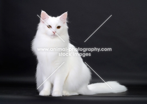 White Norwegian Forest Cat sitting down