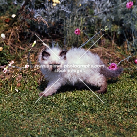 colourpoint kitten walking in garden. (Aka: Persian or Himalayan)