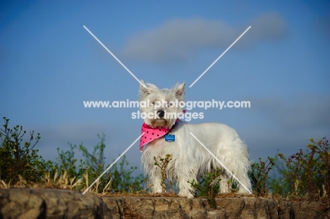 West Highland White Terrier