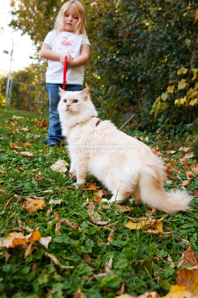 ragdoll outside with girl