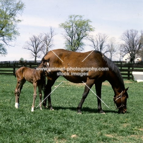thoroughbred mare and foal at spendthrift farm, lexington, ky,