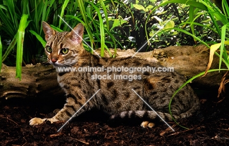 spotted bengal near a log