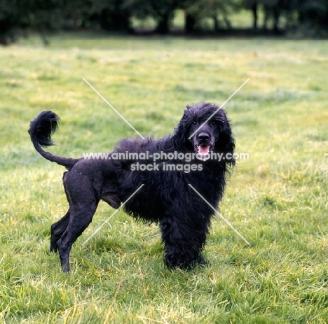 portuguese water dog looking at the camera, side view