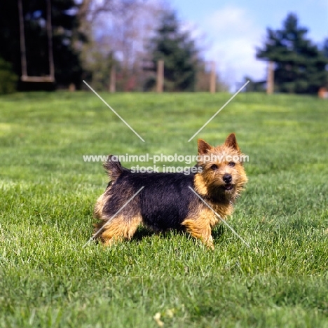 high pines plum wild, black and tan norwich terrier standing in a field
