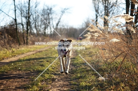 wolf-looking dog walking in countryside