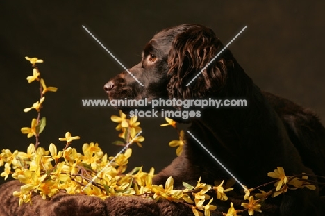 Boykin Spaniel amongst flowers