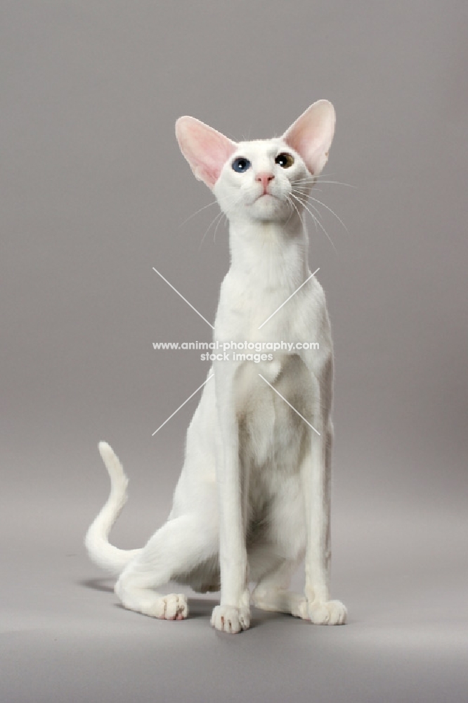 White Odd Eye Oriental Shorthair cat looking up