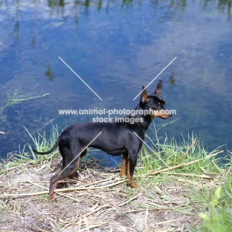 ch reeberrich katydid , english toy terrier standing by water in fenlands