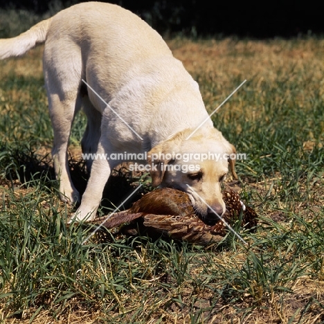 labrador retrieving pheasant