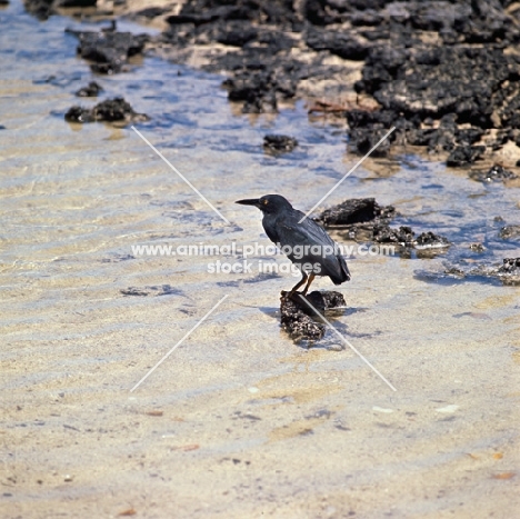 lava heron standing on lava rock, punta espinosa, fernandina island, galapagos islands