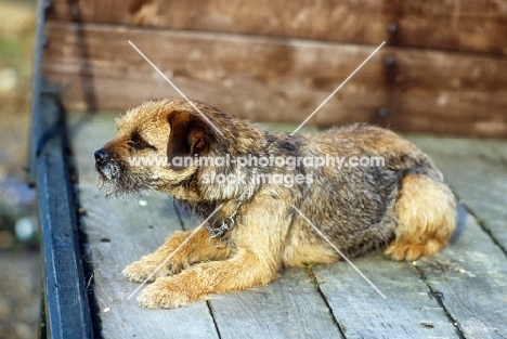 border terrier lying in a hay cart