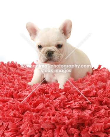 French Bulldog puppy on petals