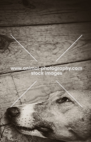 Lurcher lying on floor