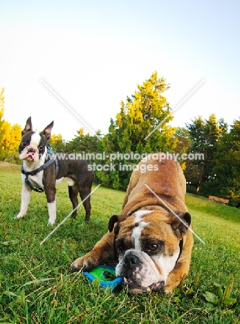 Bulldog playing with Boston Terrier in background