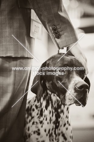 Pointer and owner at Crufts dog show 2012