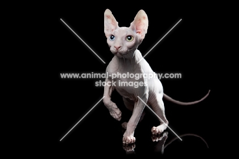 odd-eyed sphynx, one paw up and looking towards camera