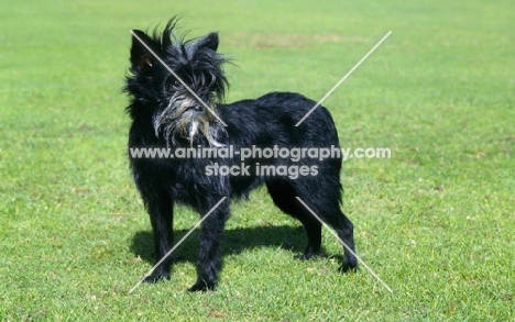 affenpinscher standing, balu's schwarz gaba 