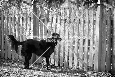 black shepherd mix guarding at fence