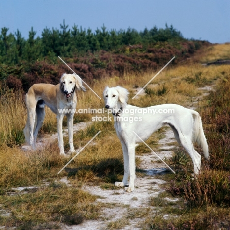 two salukis standing on pathway