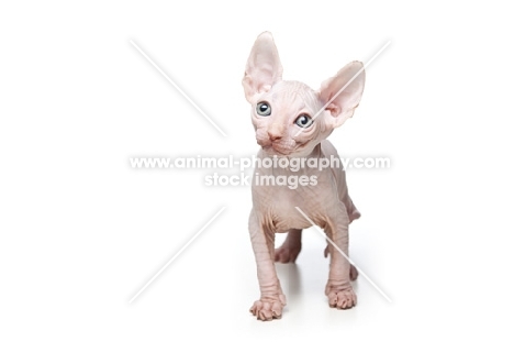 7 week old Sphynx kitten on white background