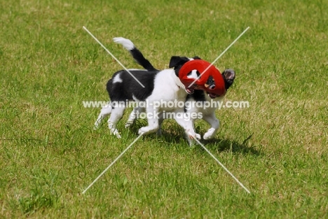 border collie puppies playing