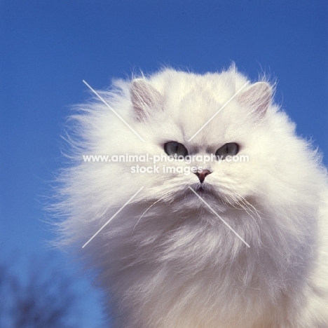 ch bonavia bella maria, chinchilla cat, head study