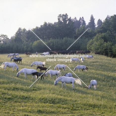 lipizzaner mares and foals in early morning light at piber