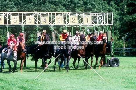 racehorses leaving starting stalls at goodwood racecourse