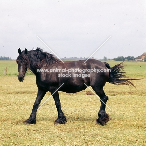 Friesian mare walking past