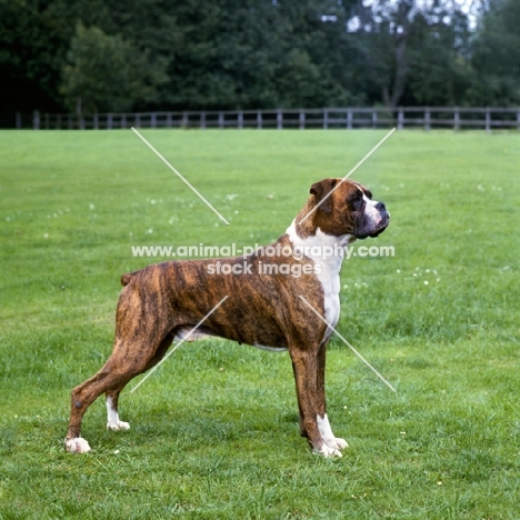 champion boxer, brindle and white 