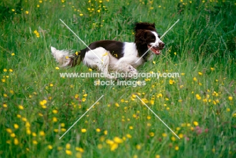undocked english springer spaniel galloping through long grass and wild flowers