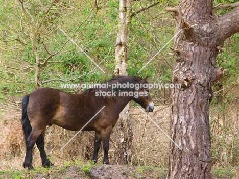 Exmoor Pony in forest