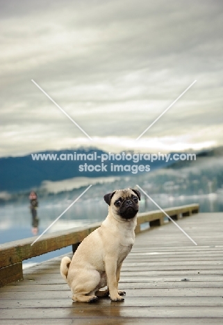 fawn pug on bridge