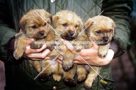 three norfolk terrier puppies from allright kennels in owner's hands, germany