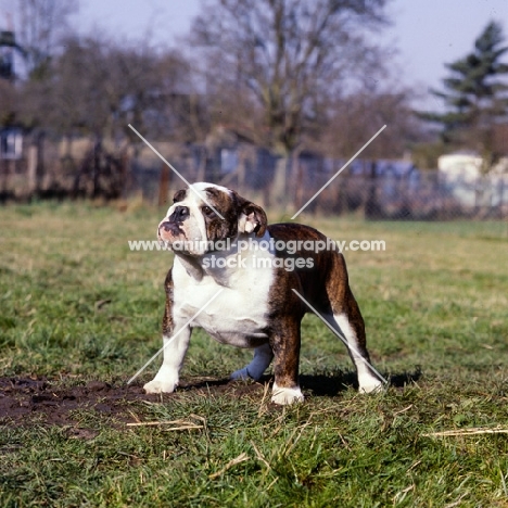 bold looking bulldog