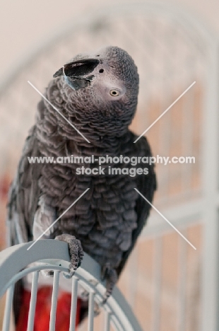 African Grey Parrot on cage