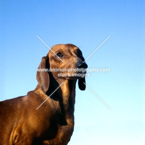 ch malynsa madrigal, smooth haired dachshund head and shoulders shot