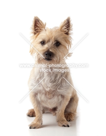 Cairn Terrier front view